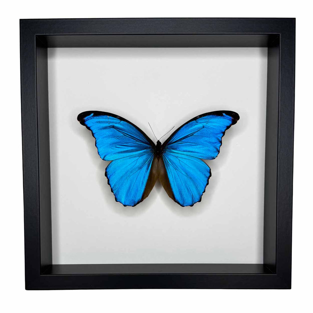 Morpho Didius - 25 x 25cm