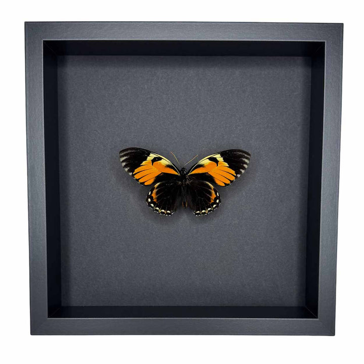 Papilio Bachus - 25 x 25cm