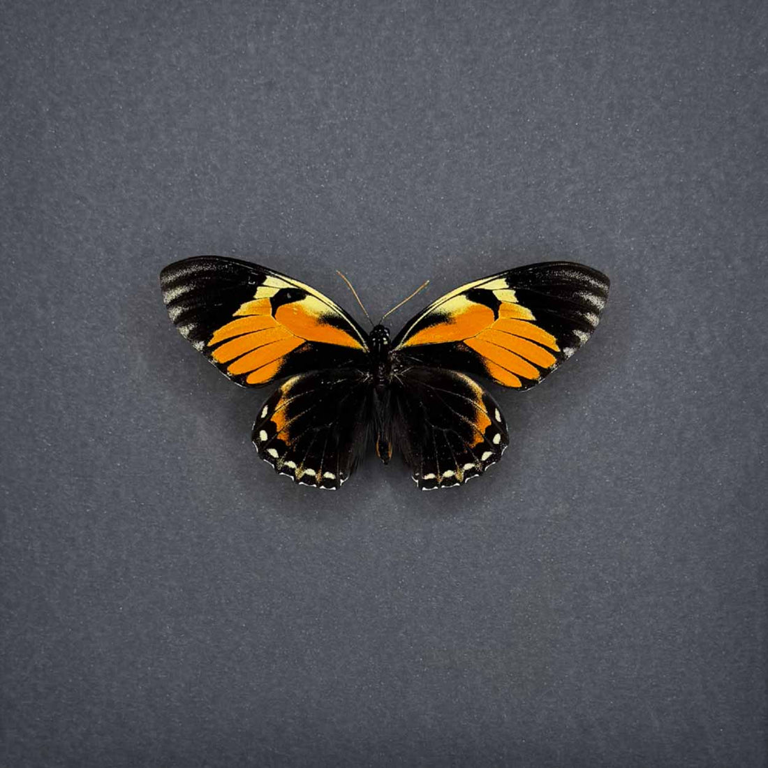 Papilio Bachus - 25 x 25cm