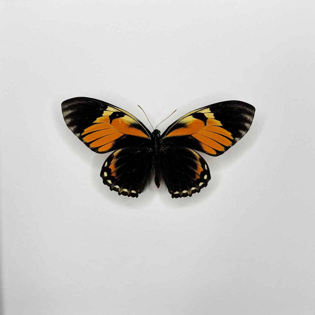 Papilio Bachus - 25 x 25cm
