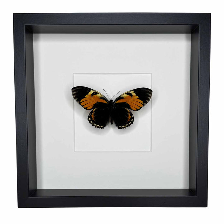 Papilio Bachus - 25 x 25cm