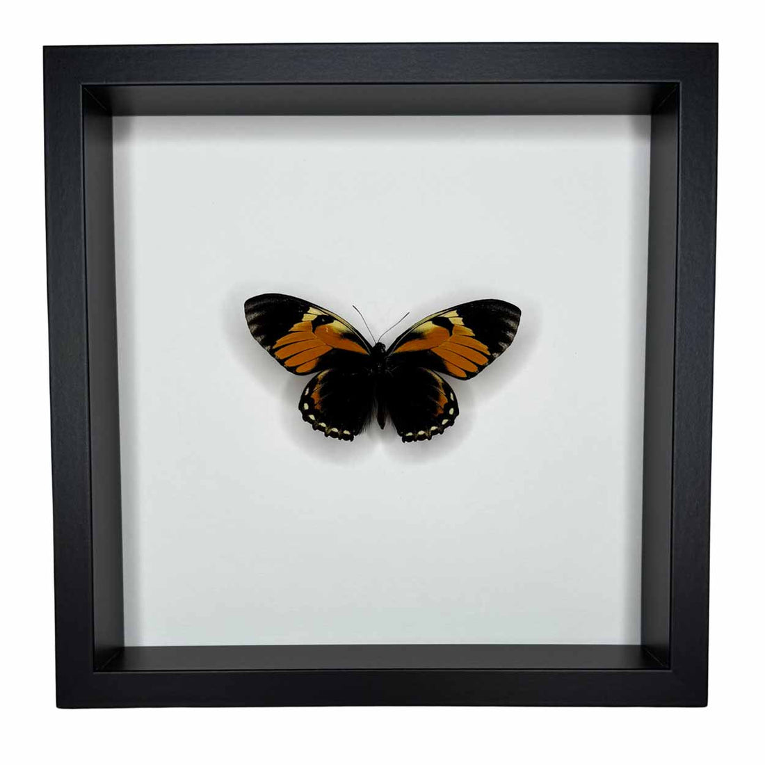 Papilio Bachus - 25 x 25cm