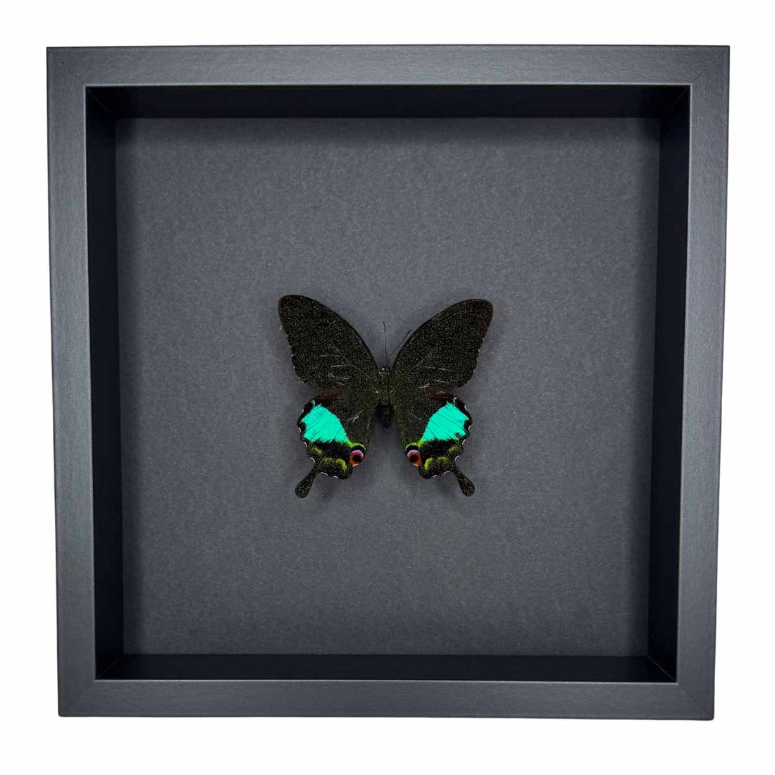 Papilio Karna - 25 x 25cm