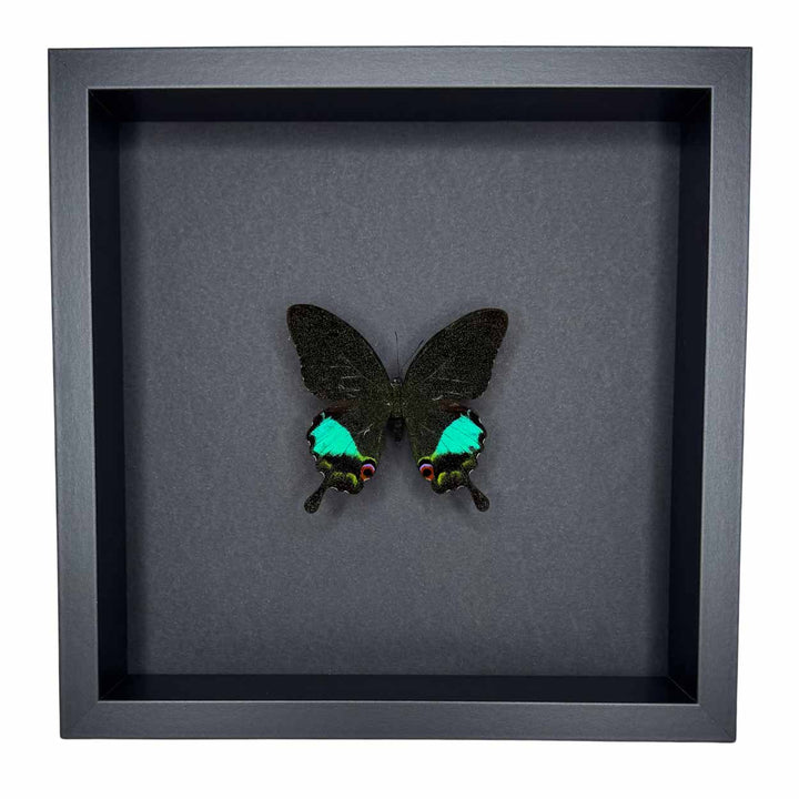 Papilio Karna - 25 x 25cm
