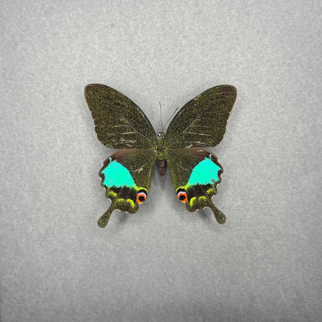 Papilio Karna - 25 x 25cm