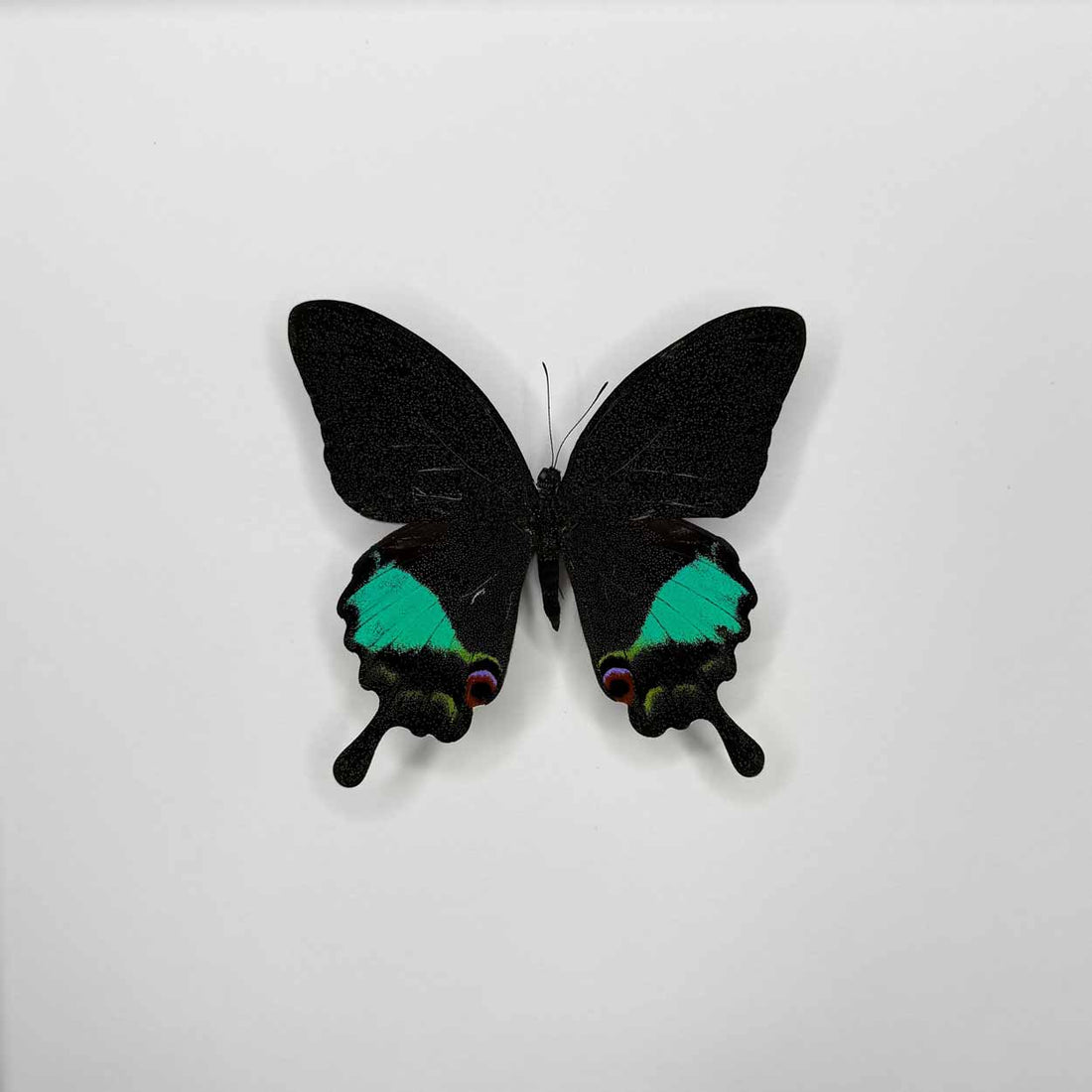 Papilio Karna - 25 x 25cm