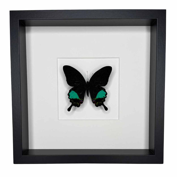 Papilio Karna - 25 x 25cm