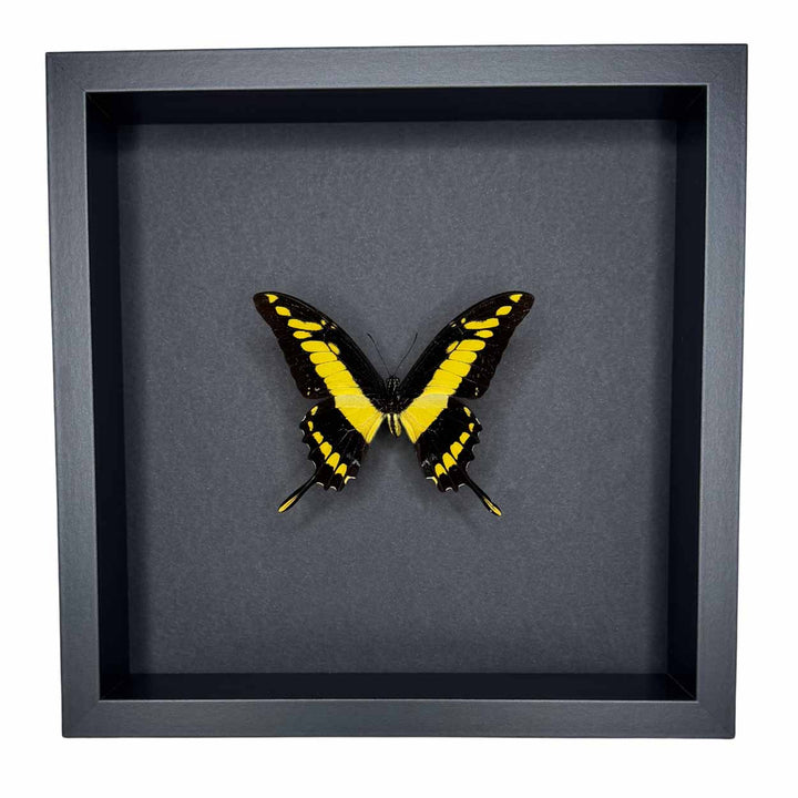 Papilio Thoas Cyneras - Thoas Swallowtail - 25 x 25cm