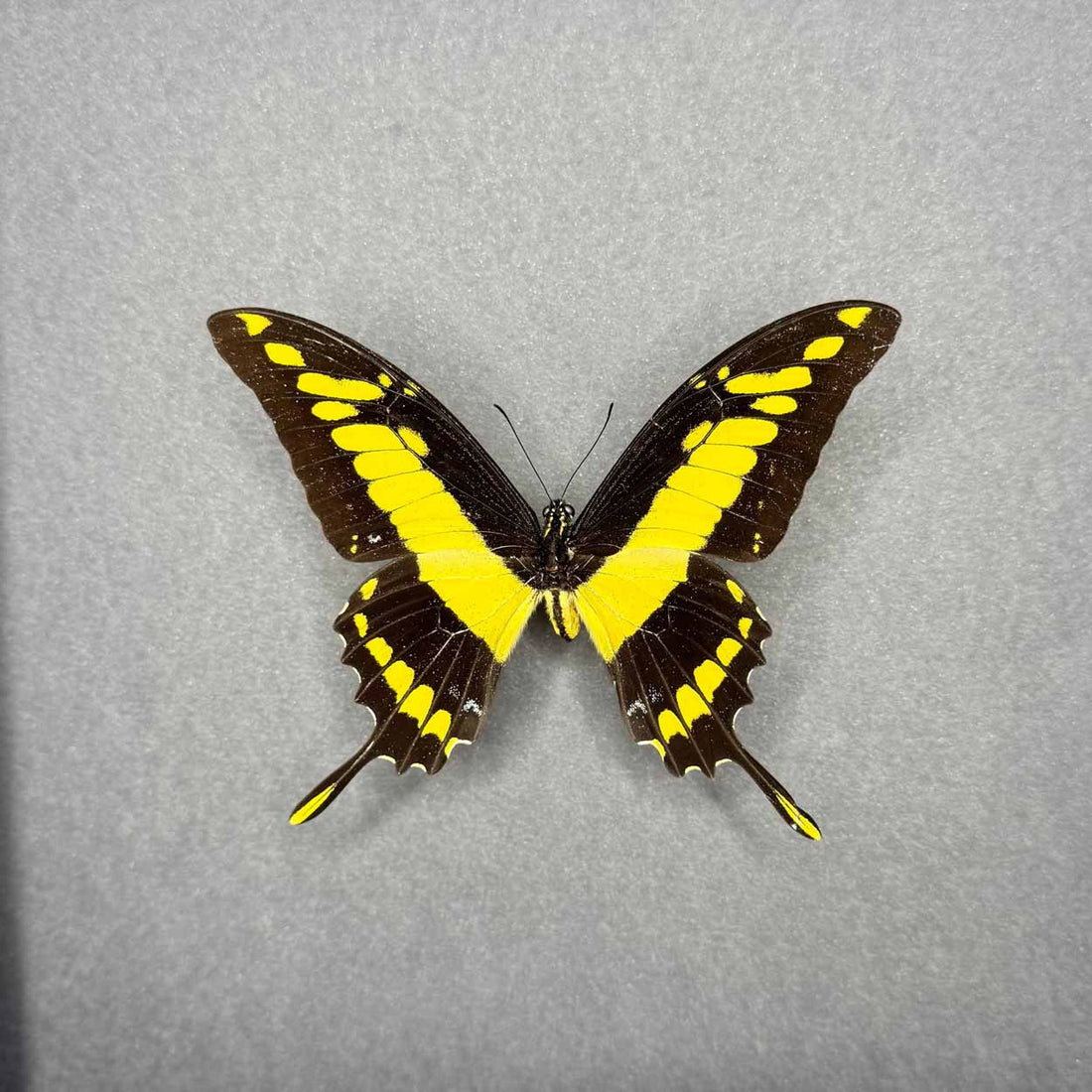 Papilio Thoas Cyneras - Thoas Swallowtail - 25 x 25cm