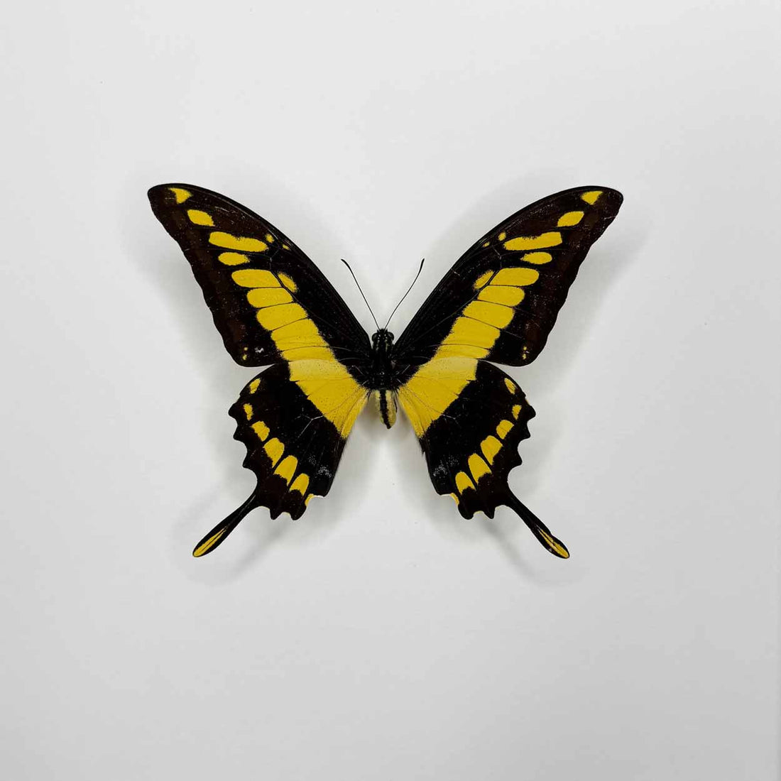 Papilio Thoas Cyneras - Thoas Swallowtail - 25 x 25cm