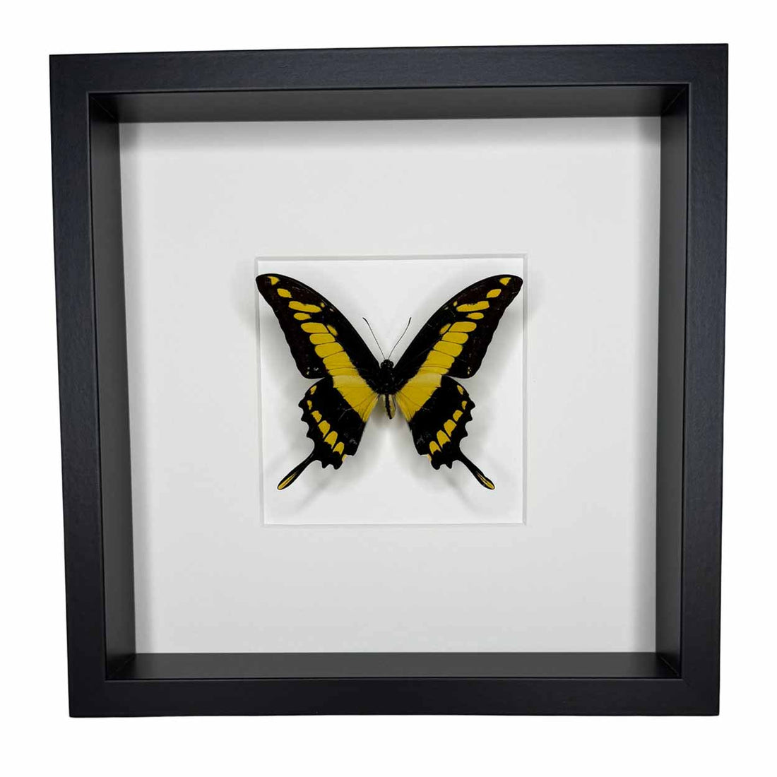 Papilio Thoas Cyneras - Thoas Swallowtail - 25 x 25cm