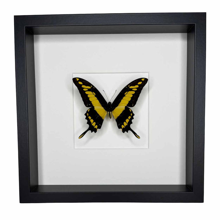 Papilio Thoas Cyneras - Thoas Swallowtail - 25 x 25cm