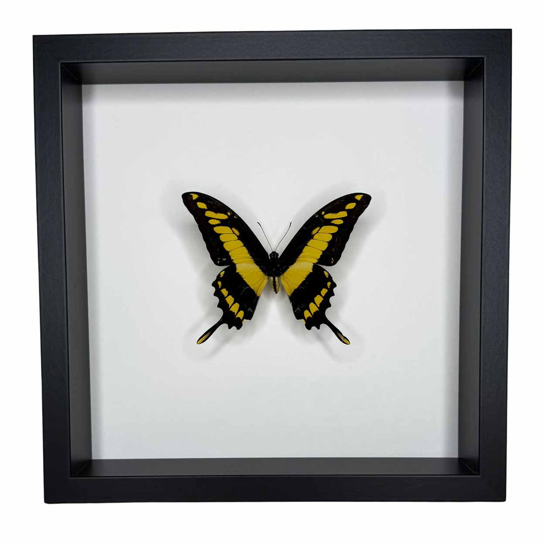 Papilio Thoas Cyneras - Thoas Swallowtail - 25 x 25cm