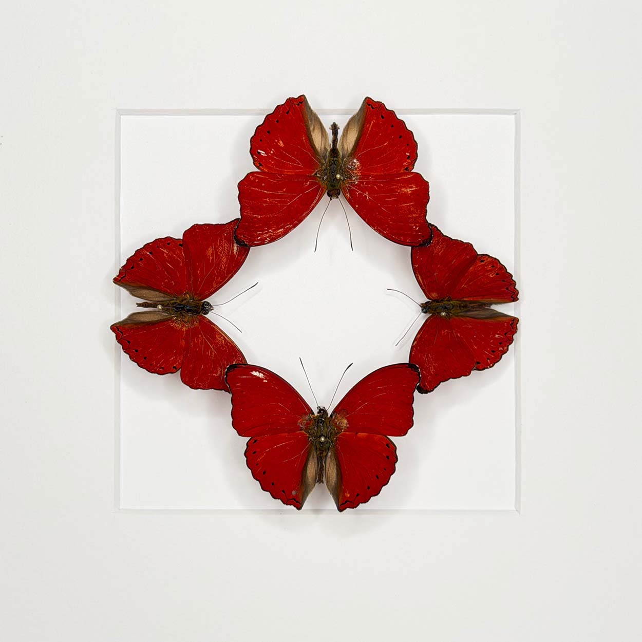 Scarlet Harmony - Cymothoe sangaris - 25 x 25cm