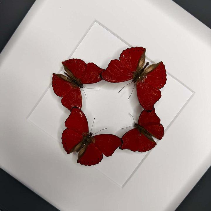 Scarlet Harmony - Cymothoe sangaris - 25 x 25cm