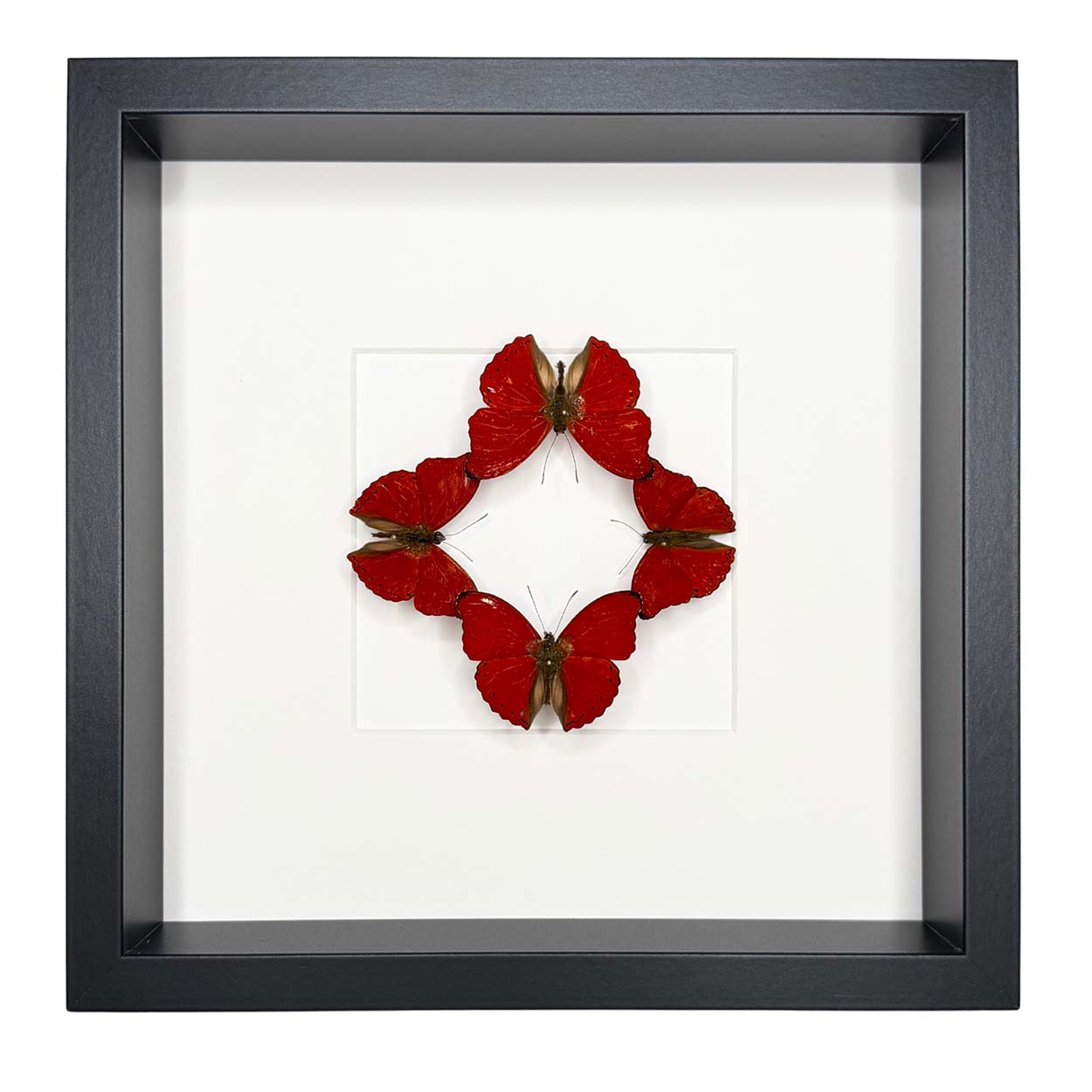 Scarlet Harmony - Cymothoe sangaris - 25 x 25cm