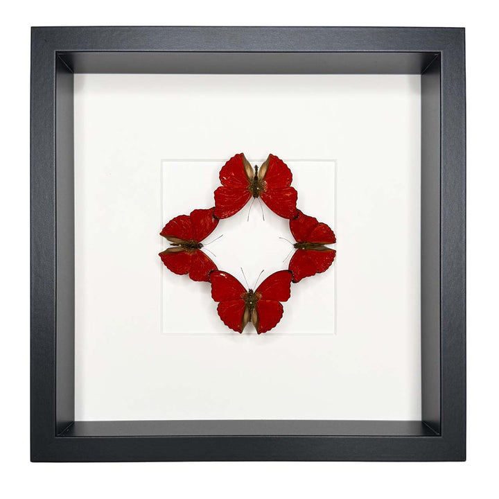 Scarlet Harmony - Cymothoe sangaris - 25 x 25cm