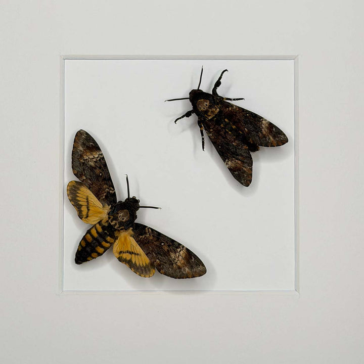 Shadows and Secrets - Acherontia atropos - Death’s-head hawkmoth - 25 x 25cm