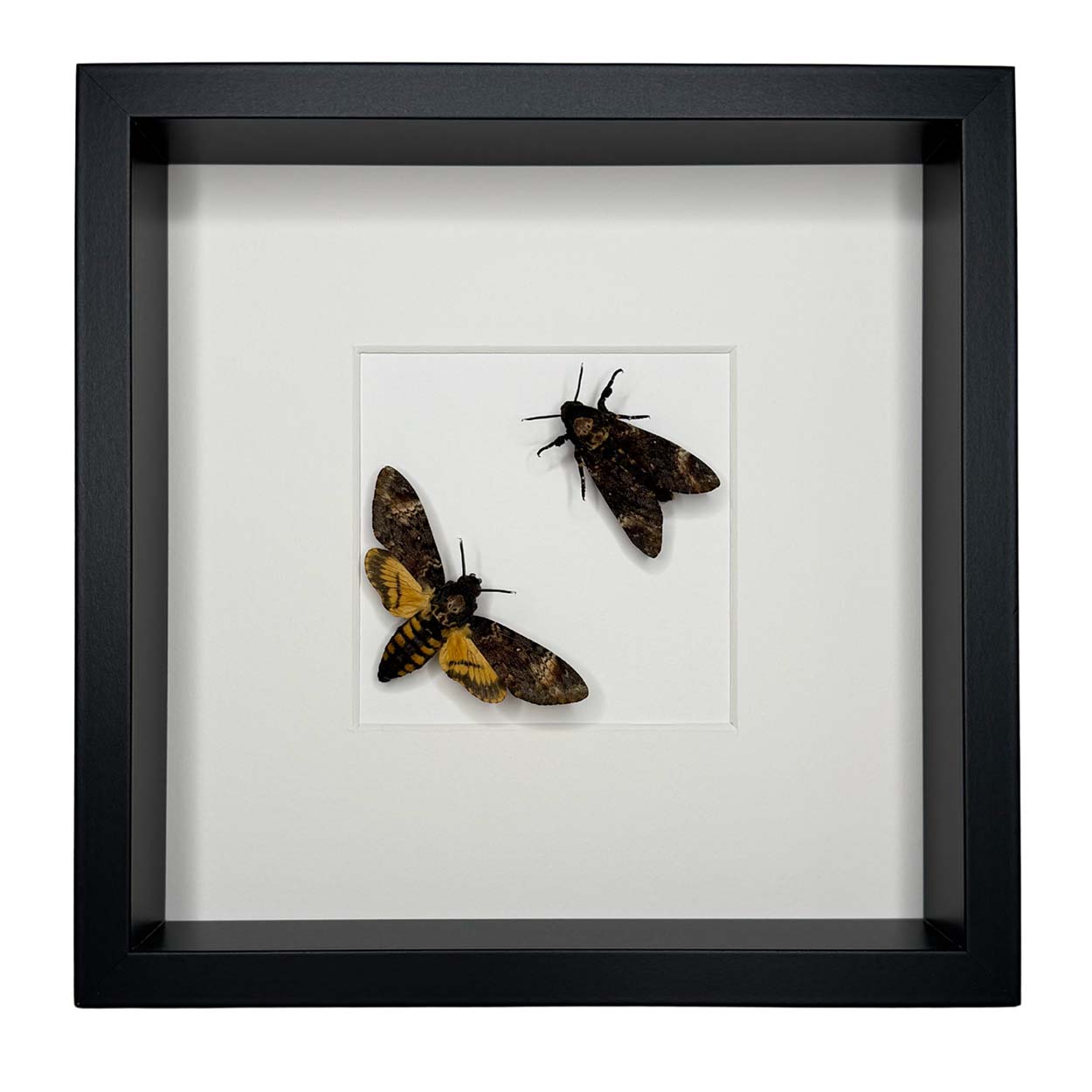 Shadows and Secrets - Acherontia atropos - Death’s-head hawkmoth - 25 x 25cm