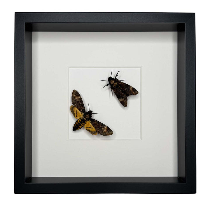 Shadows and Secrets - Acherontia atropos - Death’s-head hawkmoth - 25 x 25cm