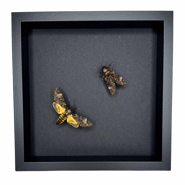 Shadows and secrets - Acherontia atropos - Death’s-head Hawkmoth - 25 x 25cm