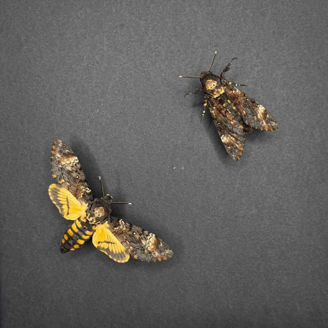 Shadows and secrets - Acherontia atropos - Death’s-head Hawkmoth - 25 x 25cm