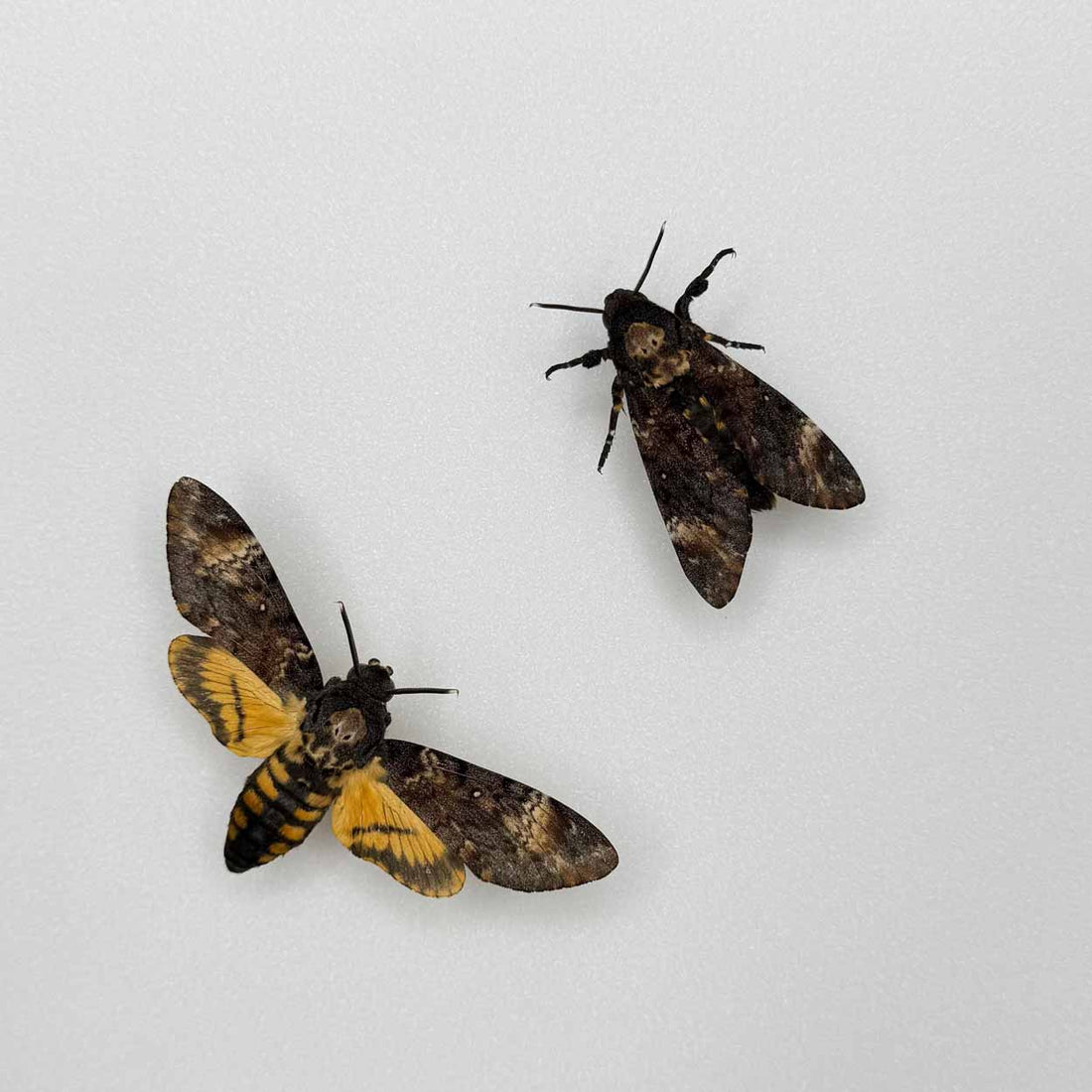 Shadows and secrets - Acherontia atropos - Death’s-head Hawkmoth - 25 x 25cm