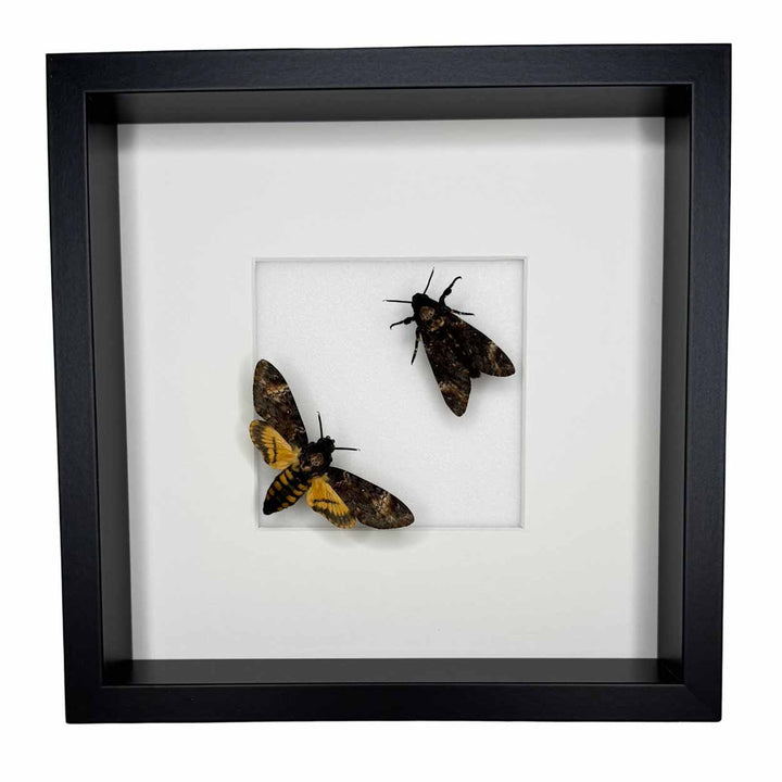 Shadows and secrets - Acherontia atropos - Death’s-head Hawkmoth - 25 x 25cm