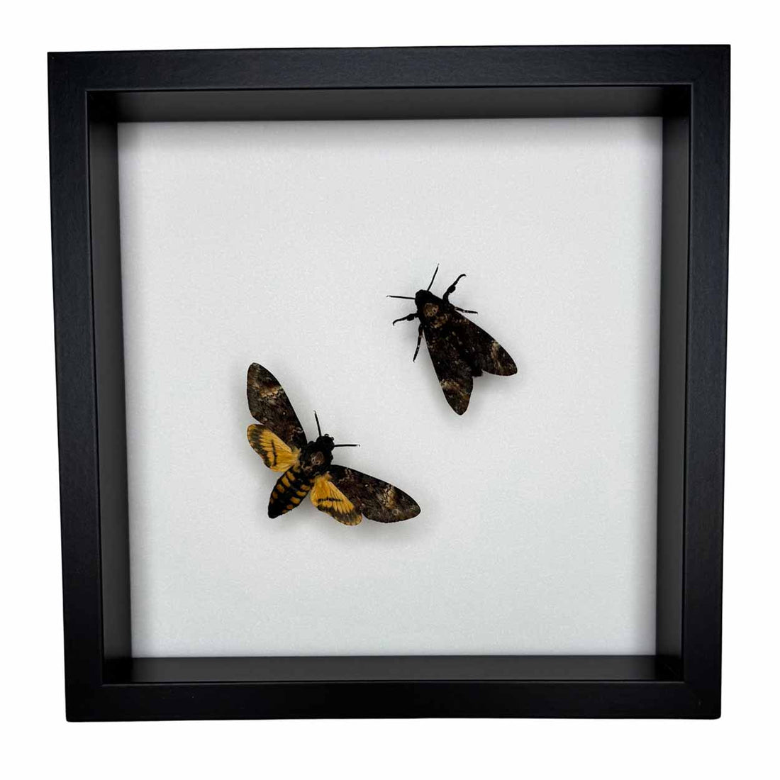 Shadows and secrets - Acherontia atropos - Death’s-head Hawkmoth - 25 x 25cm