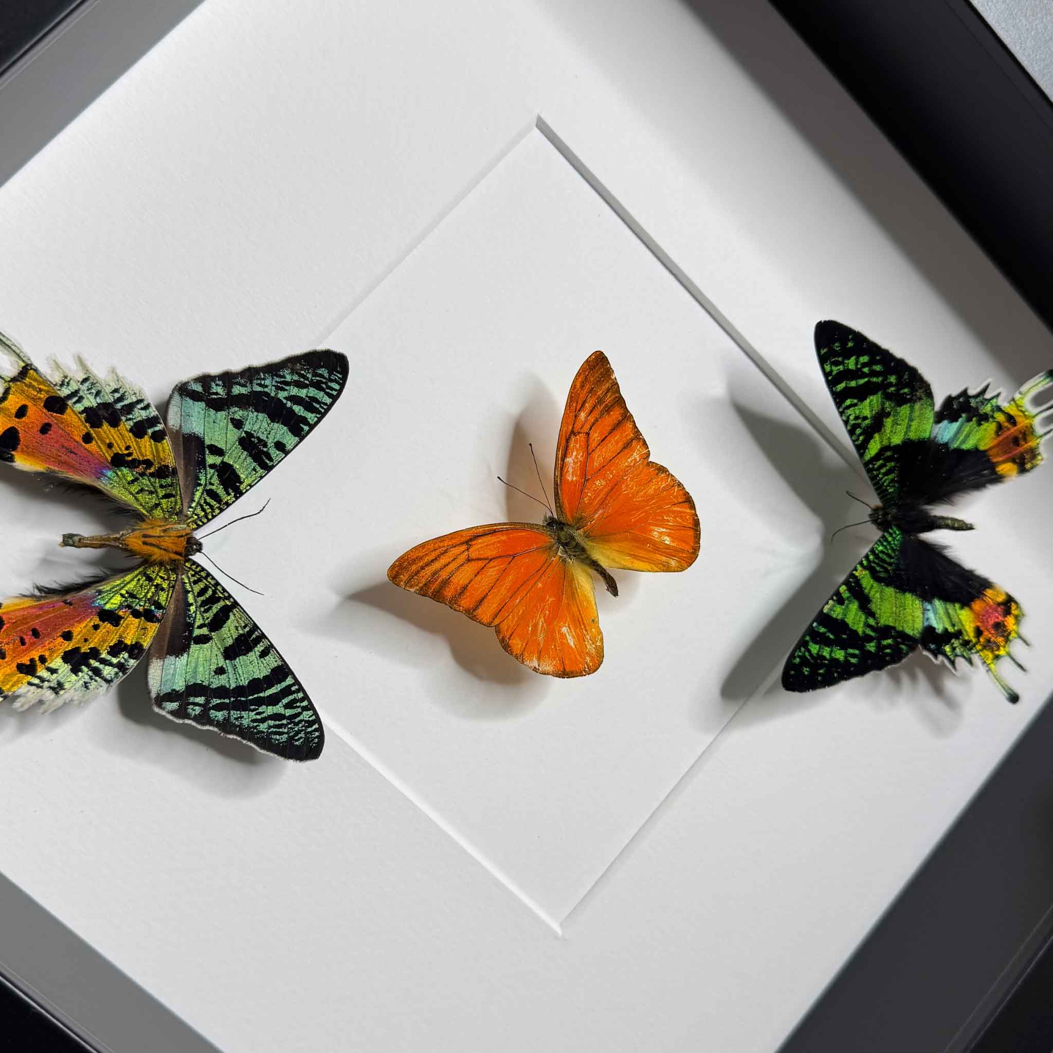 Contrasts in Perfection - Urania ripheus - Appias nero - 25 x 25cm