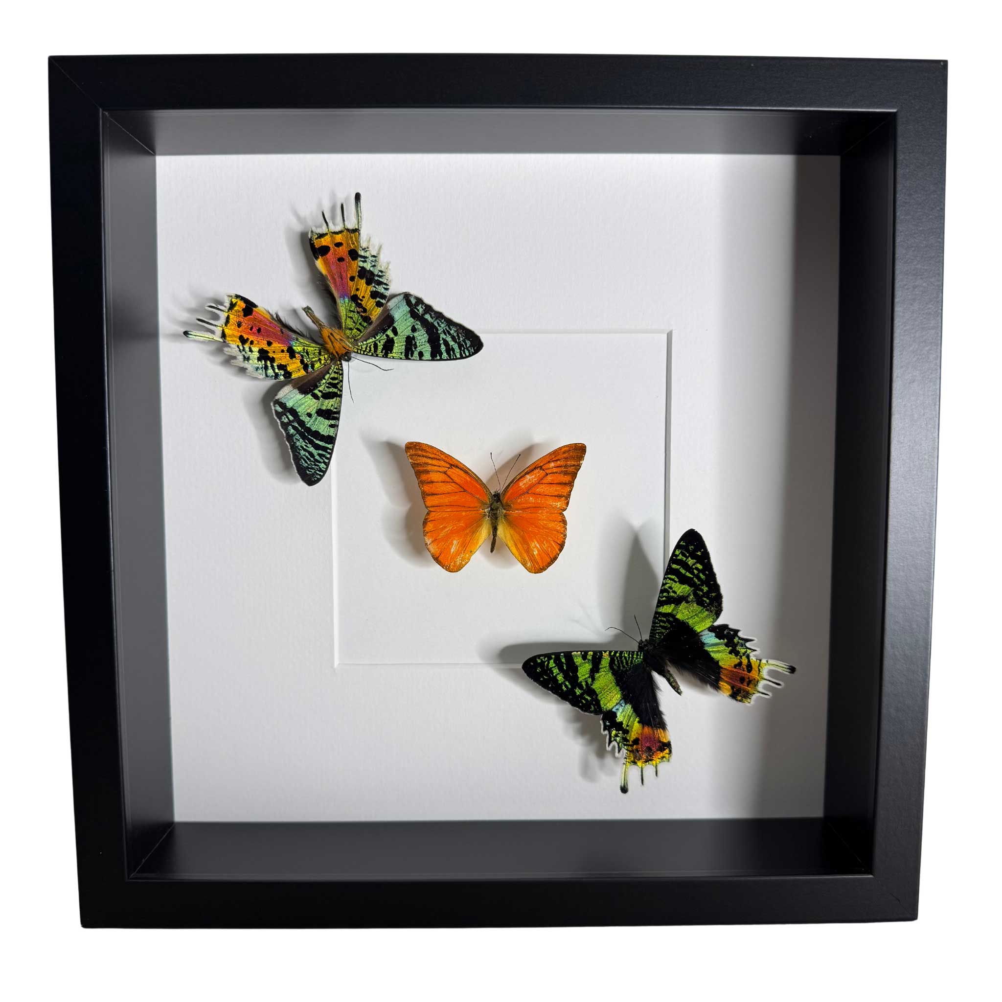 Contrasts in Perfection - Urania ripheus - Appias nero - 25 x 25cm