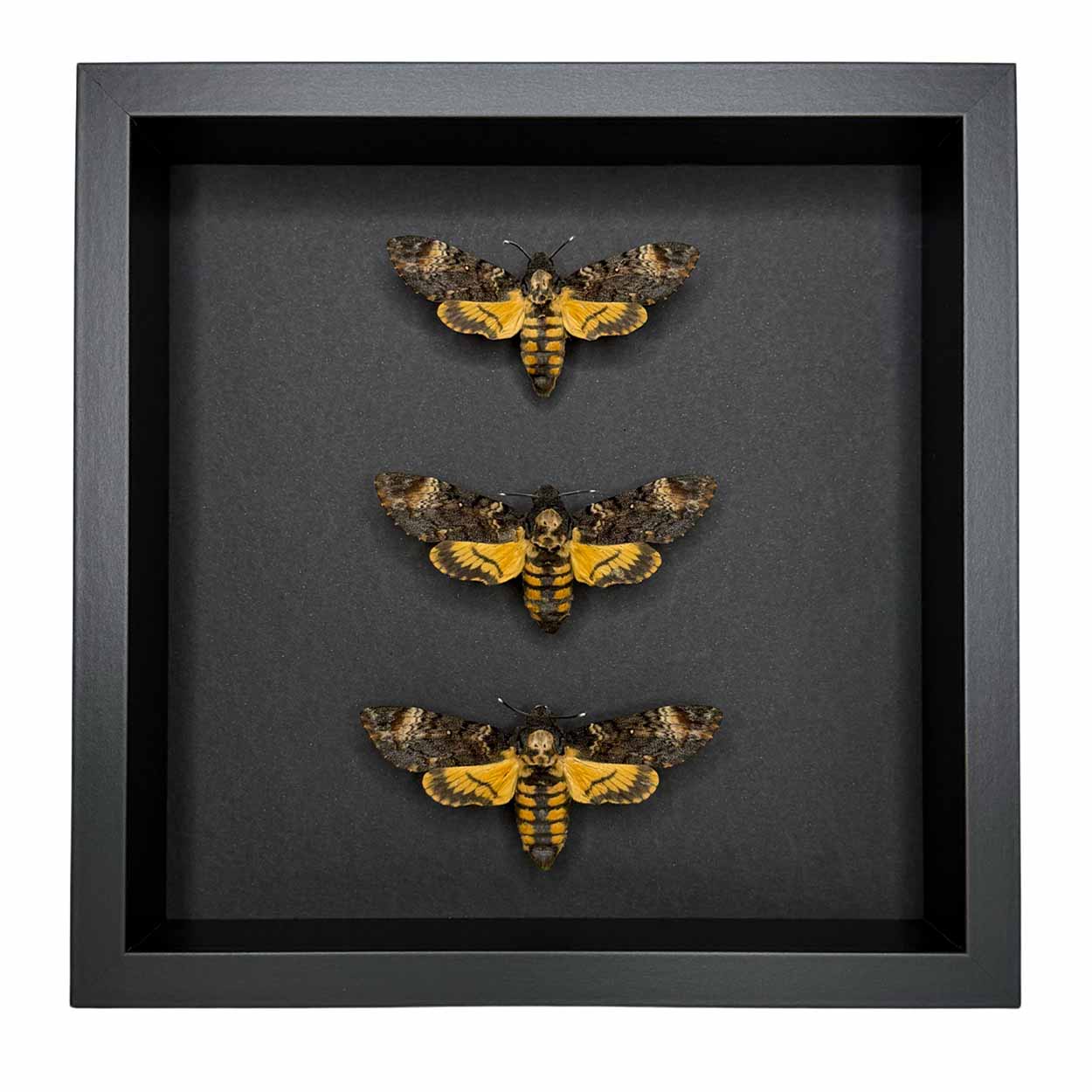 Whispers of the Night - Acherontia atropos - Death’s-head hawkmoth - 25 x 25cm