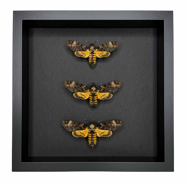 Whispers of the Night - Acherontia atropos - Death’s-head hawkmoth - 25 x 25cm