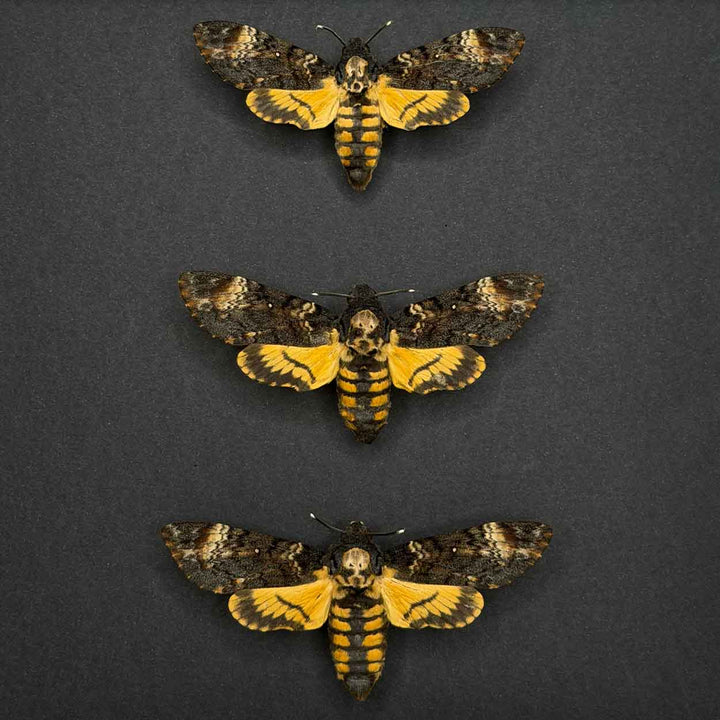 Whispers of the Night - Acherontia atropos - Death’s-head hawkmoth - 25 x 25cm