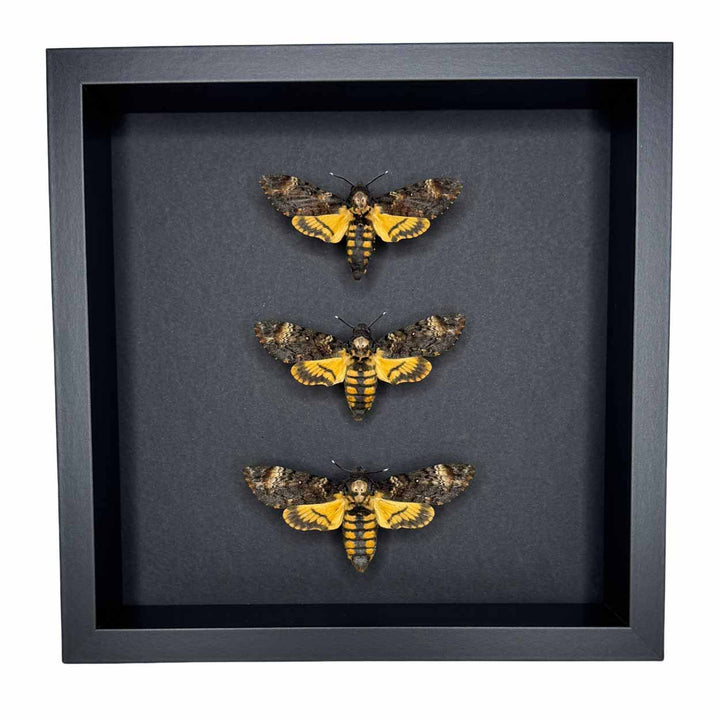 Whispers of the night - Acherontia atropos - Death’s-head Hawkmoth - 25 x 25cm