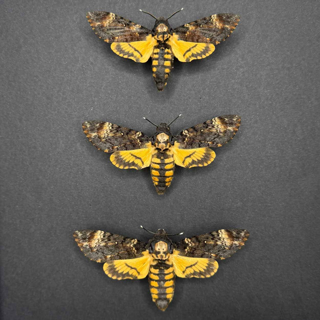 Whispers of the night - Acherontia atropos - Death’s-head Hawkmoth - 25 x 25cm