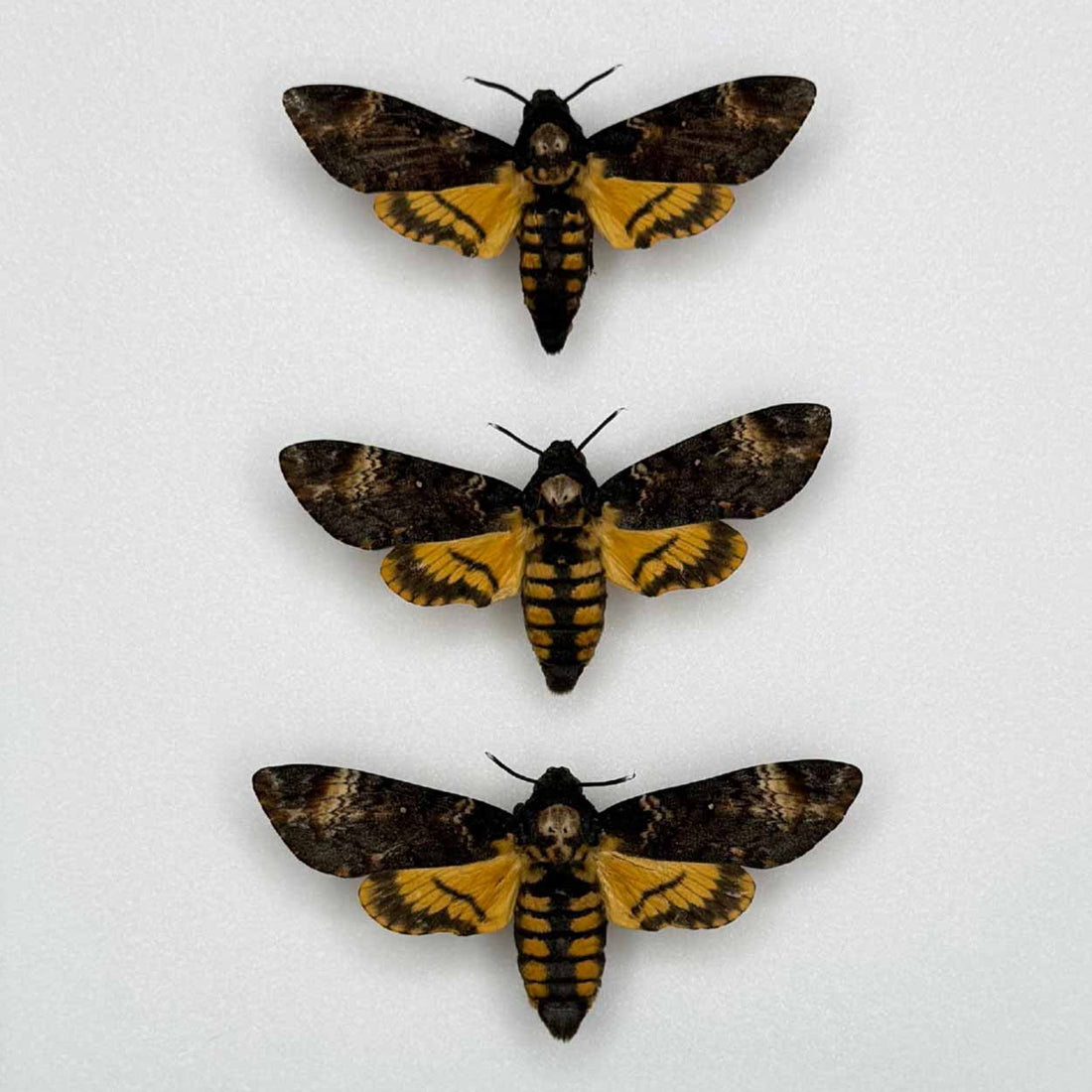 Whispers of the night - Acherontia atropos - Death’s-head Hawkmoth - 25 x 25cm