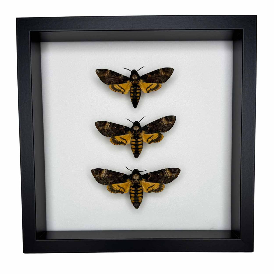 Whispers of the night - Acherontia atropos - Death’s-head Hawkmoth - 25 x 25cm