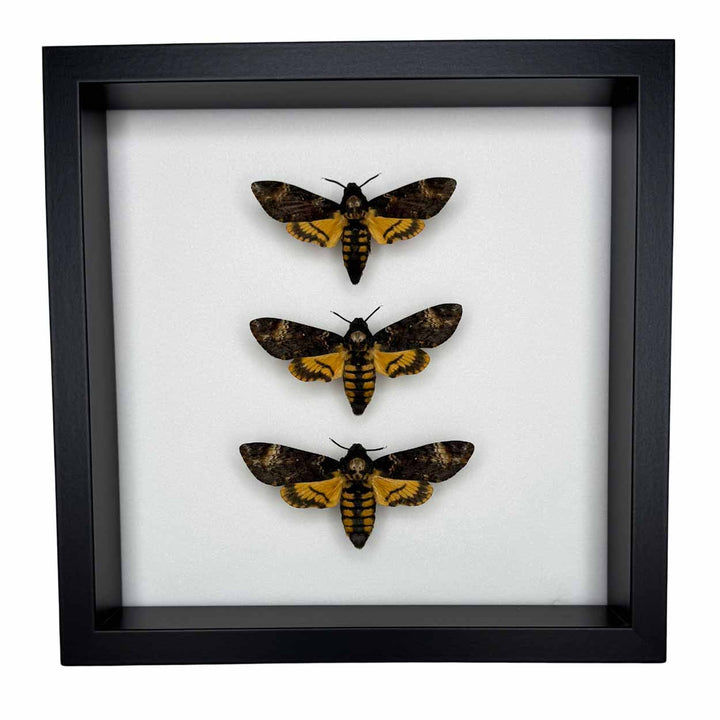 Whispers of the night - Acherontia atropos - Death’s-head Hawkmoth - 25 x 25cm