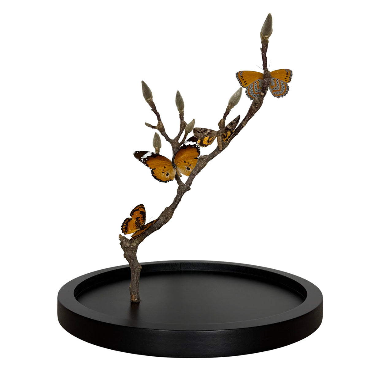 Whispers of Autumn Light - 29,5 x 23cm