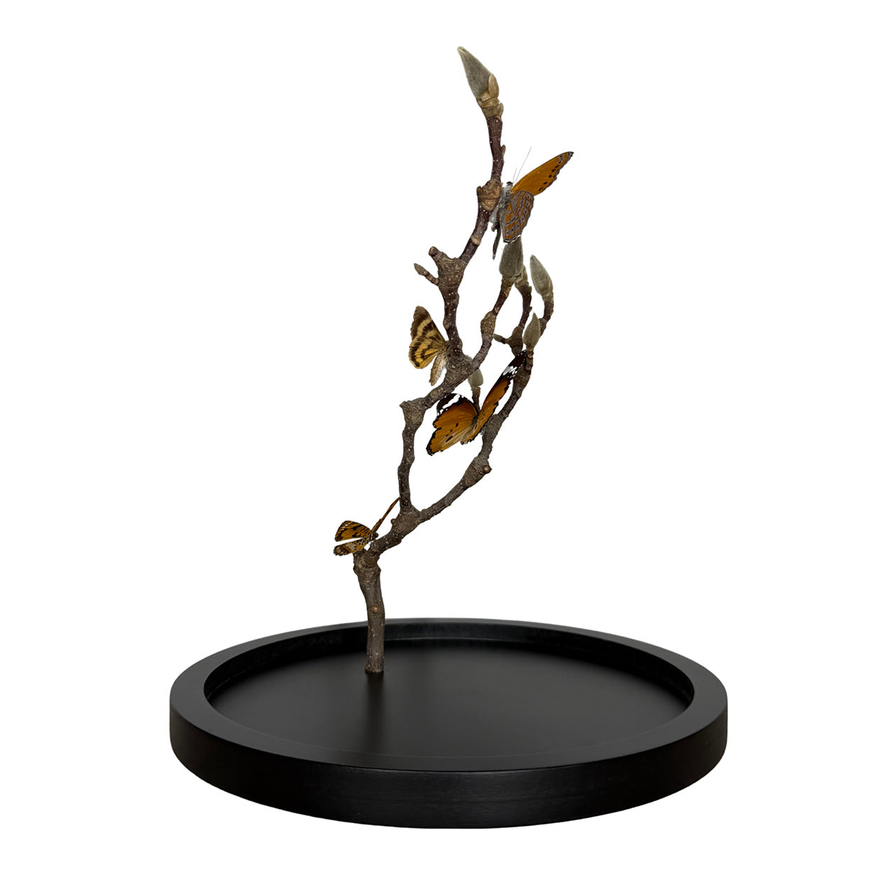 Whispers of Autumn Light - 29,5 x 23cm