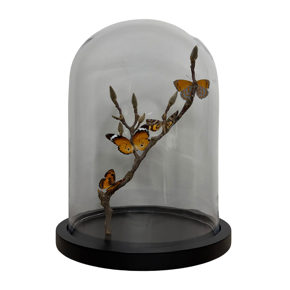 Whispers of Autumn Light - 29,5 x 23cm