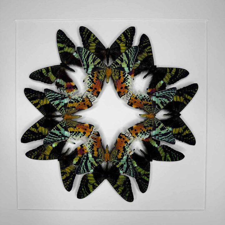 Wings of wonder - Urania Ripheus - 50 x 50cm