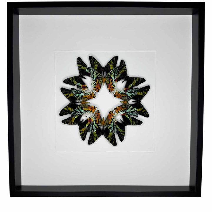 Wings of wonder - Urania Ripheus - 50 x 50cm